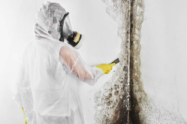 Best Emergency Mold Removal  in Utica, MI