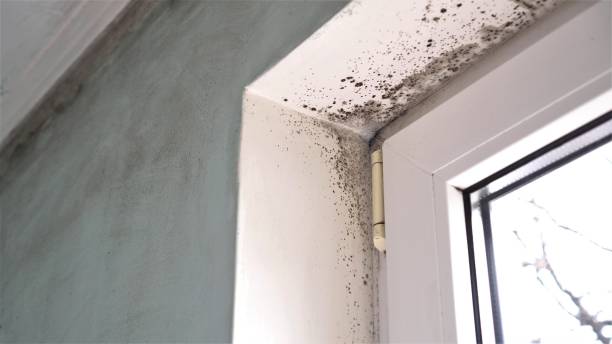 Best Professional Mold Removal  in Utica, MI