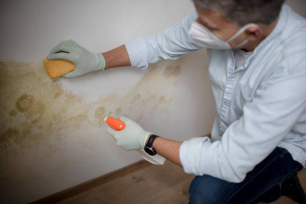 Home Mold Removal in Utica, MI