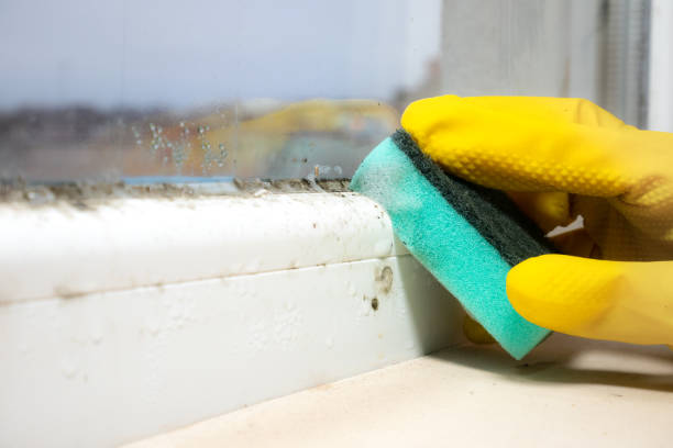 Best Mold Remediation  in Utica, MI