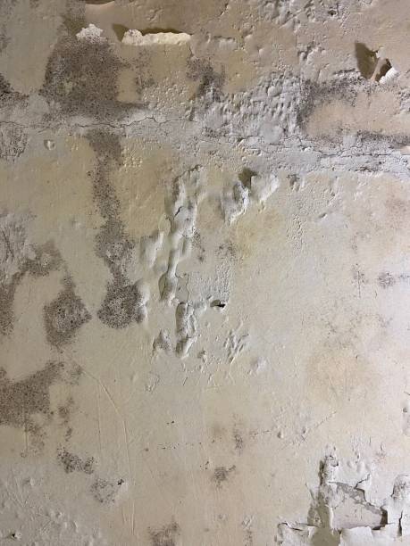 Best Certified Mold Removal  in Utica, MI