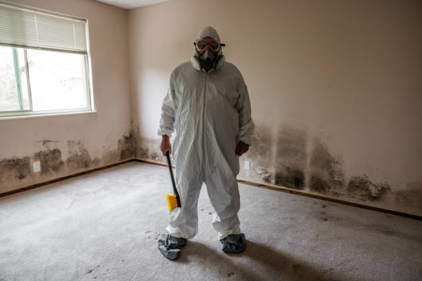 Best Toxic Mold Removal  in Utica, MI