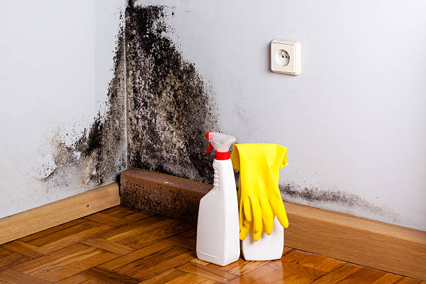 Best Attic Mold Removal  in Utica, MI