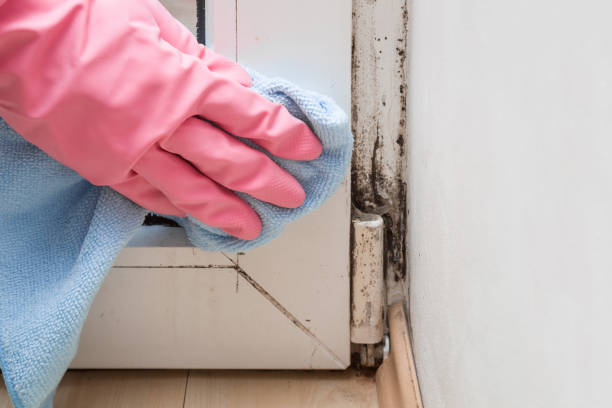 Best Mold Removal Company Near Me  in Utica, MI