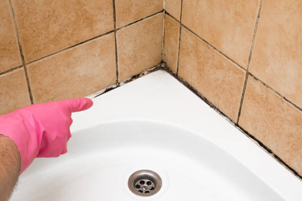 Best Toxic Mold Removal  in Utica, MI