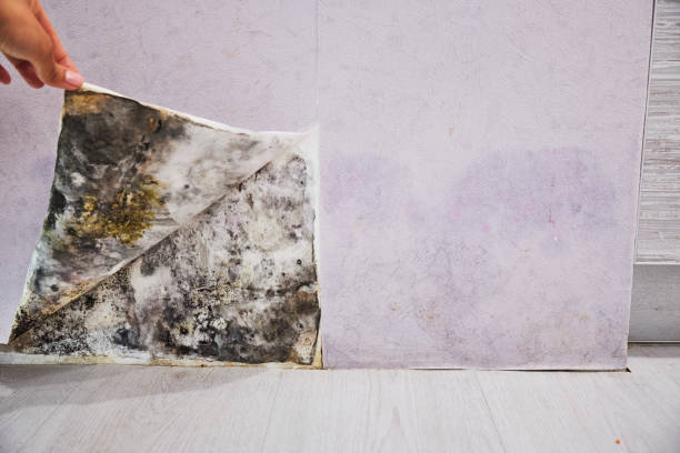 Best Same-Day Mold Removal  in Utica, MI